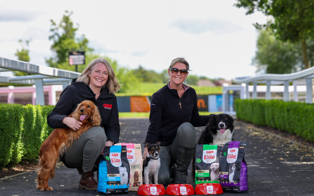 Attention Dog Lovers: Dog Royal Takes Over Down Royal This Sunday